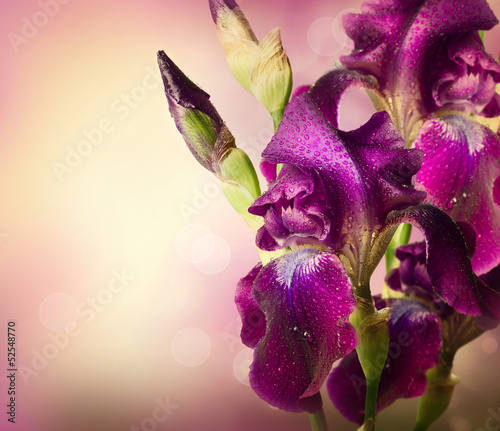 Fototapeta Naklejka Na Ścianę i Meble -  Iris Flowers Art Design. Beautiful Violet Flower