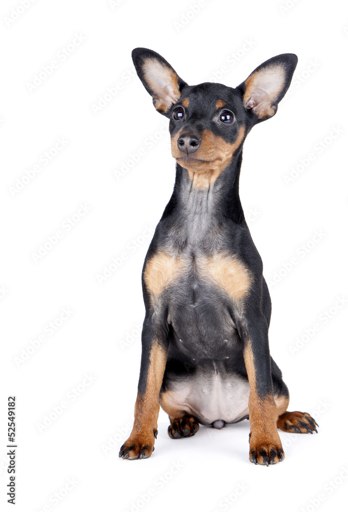 BLACK AND TAN MINIATURE PINSCHER BLACK AND TAN MINIATURE PINSCHER
