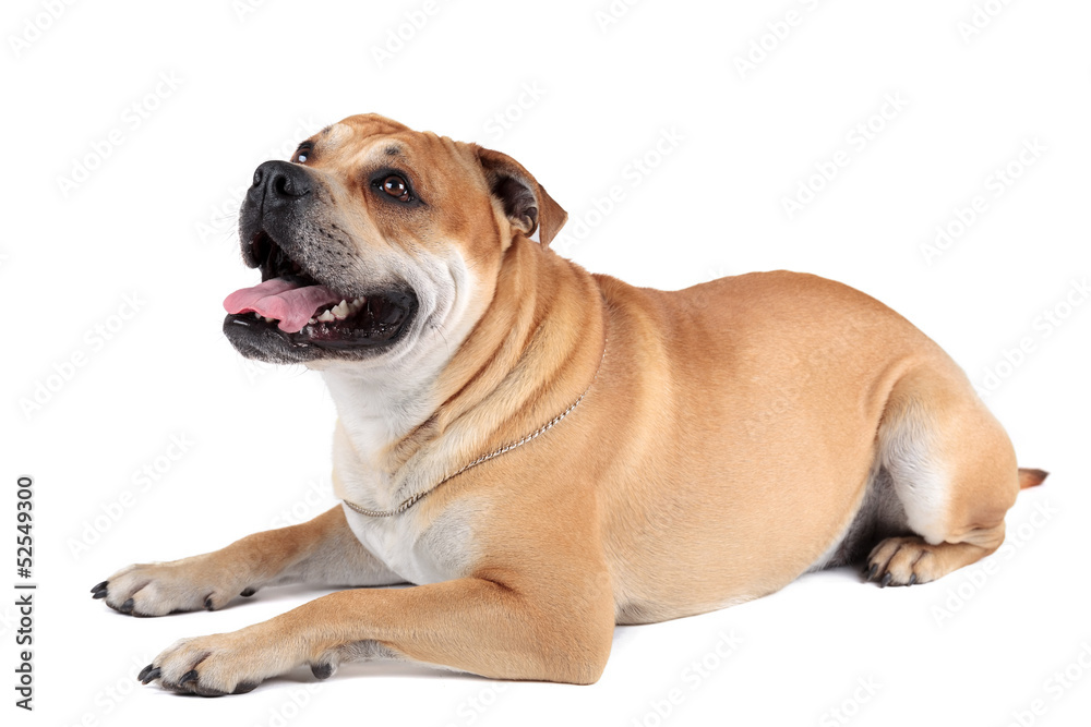 Ca de Bou (Mallorquin Mastiff, Mallorquin Bulldog, Perro Dogo Ma