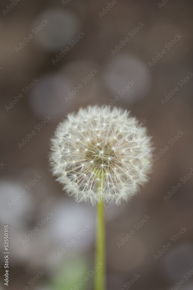 beautiful dandelion in nature. macro