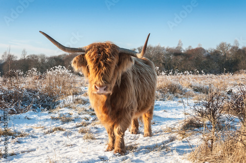 Highland cow with horns and invisible eyes because of its long h