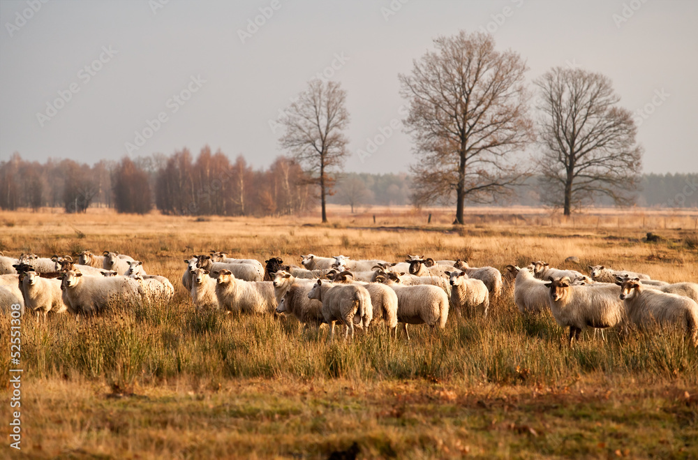 Obraz premium sheep herd before sunset in Dwingelderveld