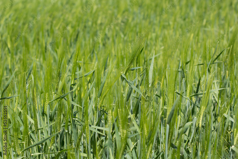 grass grass