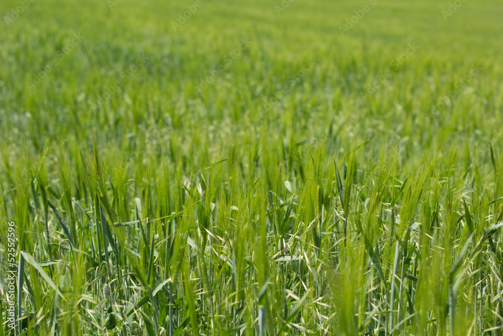 grass grass