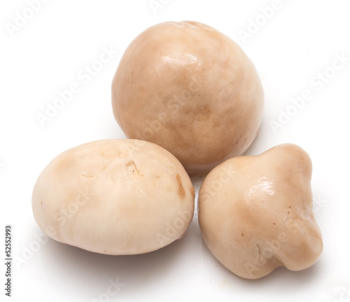 mushroom on a white background