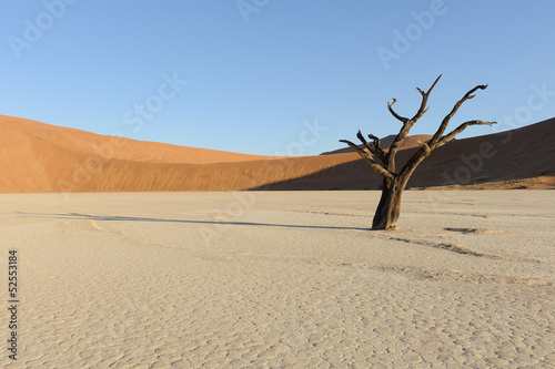 Tree with shadow in Deadvlei at sunset