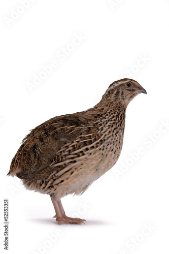 Japanese quail