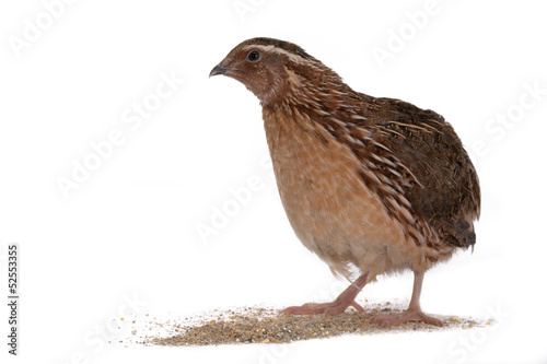 Japanese quail