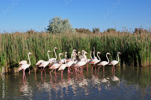 Flamants roses de Camargue.