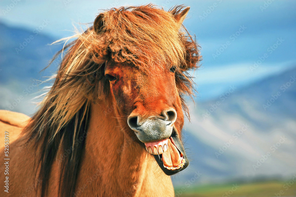 Icelandic horse smiling