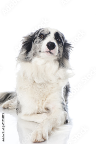 Liegender Border Collie