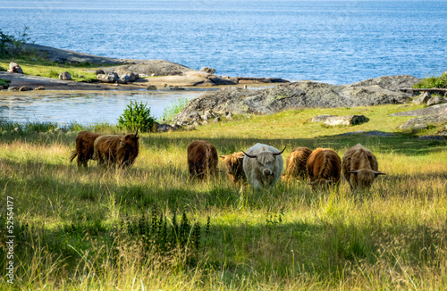 Cows in a landscape photo
