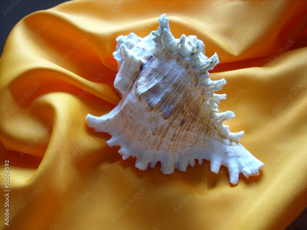 Seashell