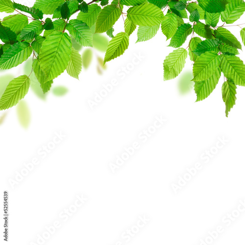 Beautiful leaves background