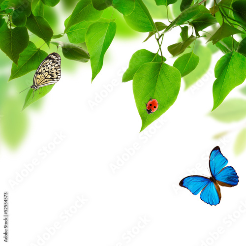 Beautiful leaves background