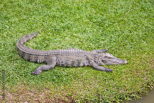 Crocodile resting on the grass near lakeside.
