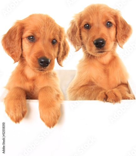 Golden Irish puppies