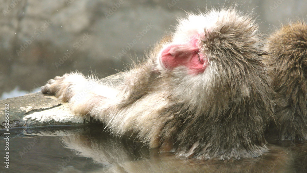 Obraz premium snow monkeys