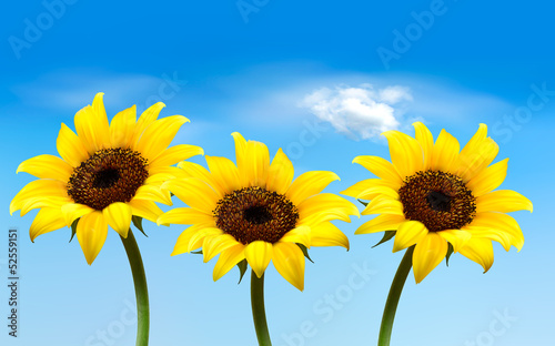 Nature background with three yellow sunflowers. Vector photo