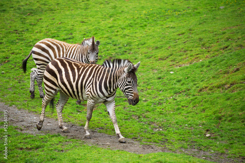 Two Zebras