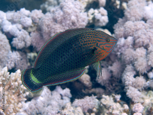 Dusky wrasse photo