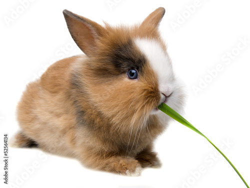 little baby rabbit eating grass
