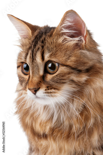 Portrait of cat