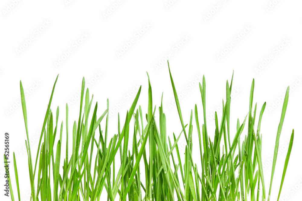 Wheat grass Wheat grass