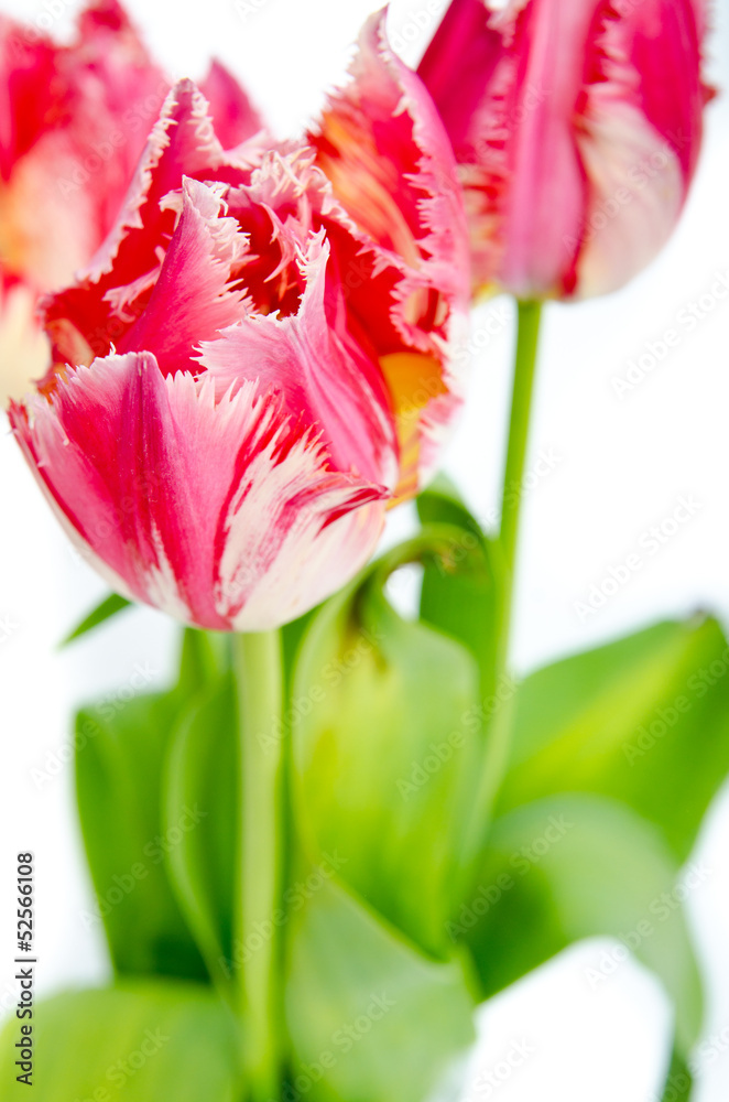 Naklejka premium tulips