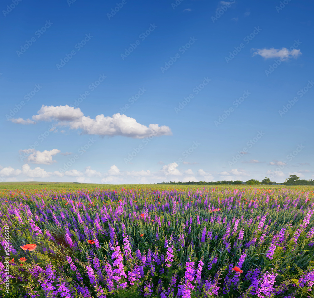 Wild lavender