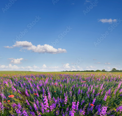 Wild lavender