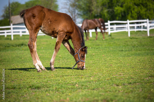 Foal © zorandim75