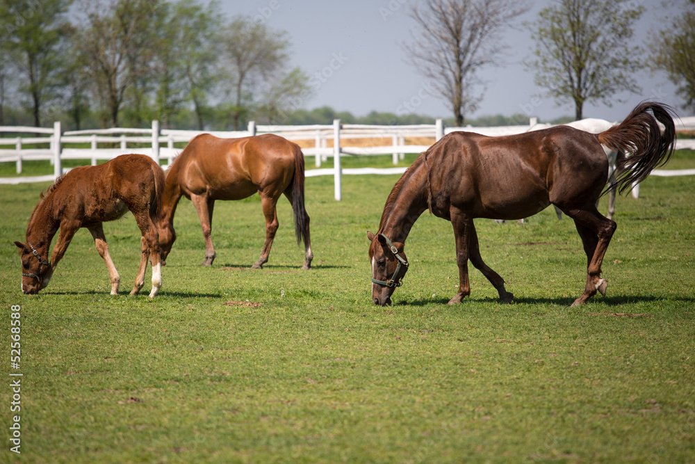 Obraz premium Horse