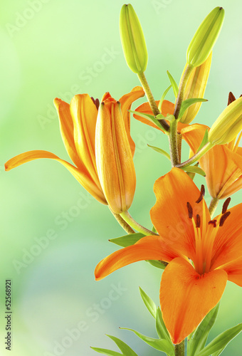 Fototapeta Naklejka Na Ścianę i Meble -  amaryllis