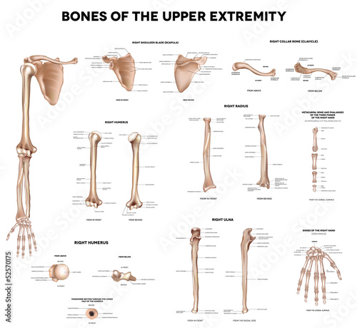 Bones of the upper extremity photo