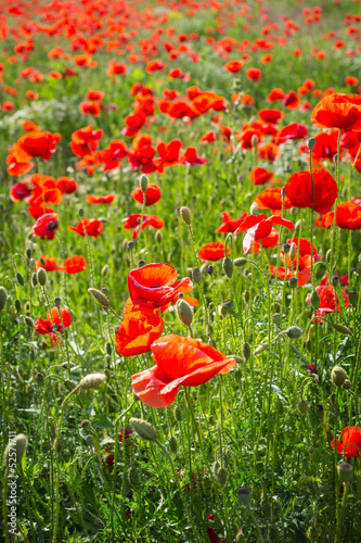 Fototapeta Naklejka Na Ścianę i Meble -  Field of Corn Poppy Flowers