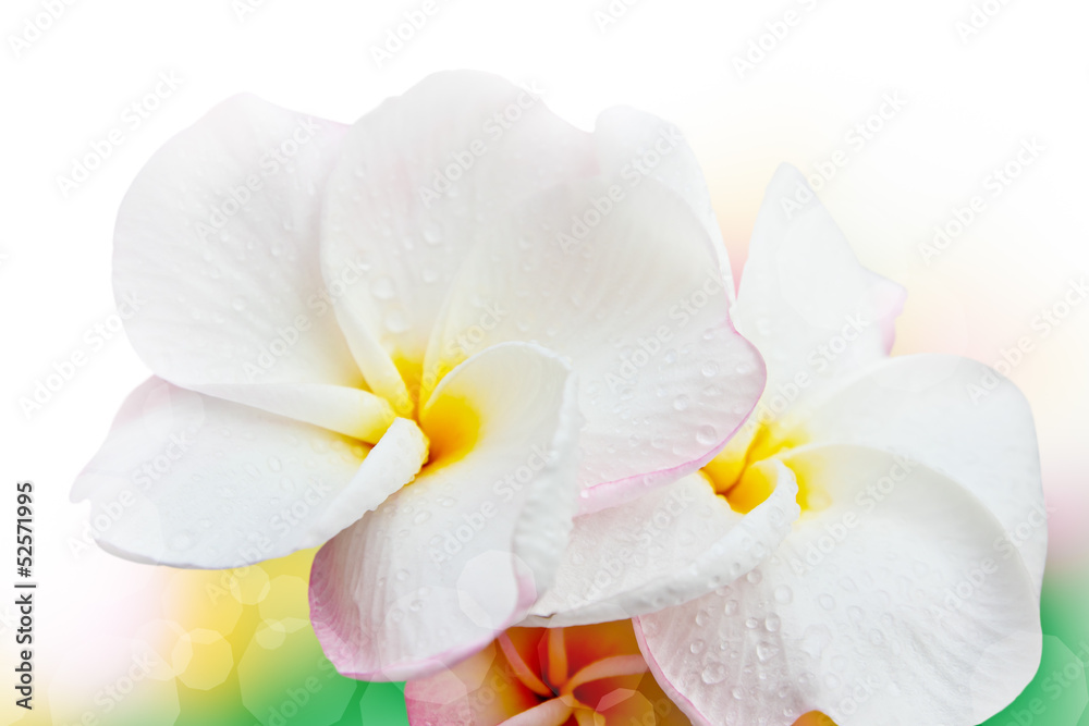 frangipani flowers frangipani flowers