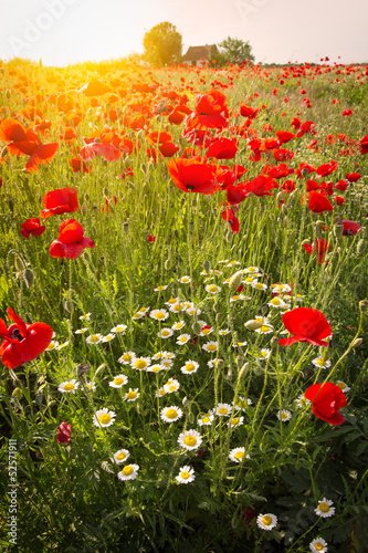 Fototapeta Naklejka Na Ścianę i Meble -  Field of Corn Poppy Flowers
