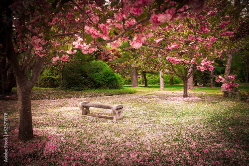 Fototapeta Tranquil garden bench surrounded by cherry blossom trees