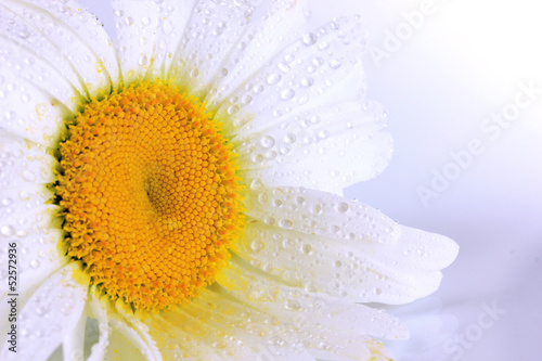 Fototapeta Naklejka Na Ścianę i Meble -  Wet chamomile close-up isolated on white