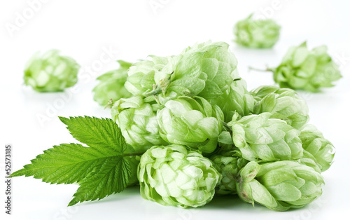 Hops on a white background.
