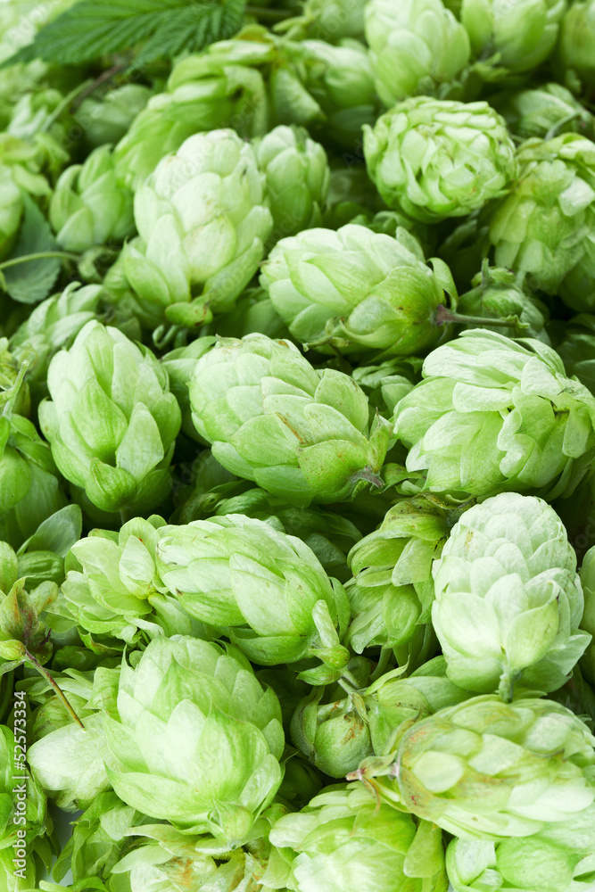 Hop cones. Hop cones.