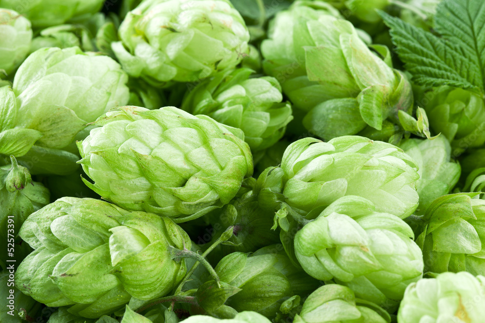 Hop cones. Hop cones.