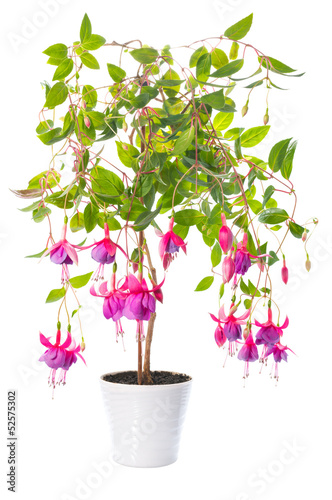 fuchsia flower houseplants in flower pot, Tennessee Walts