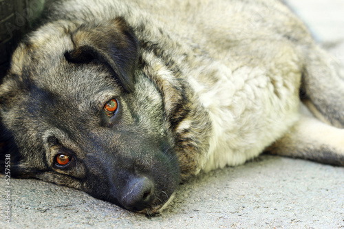 Sad stray dog
