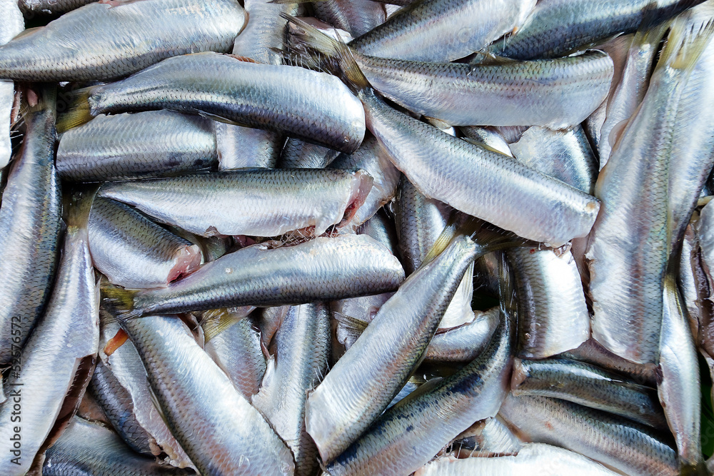 Obraz premium Fresh crude anchovies