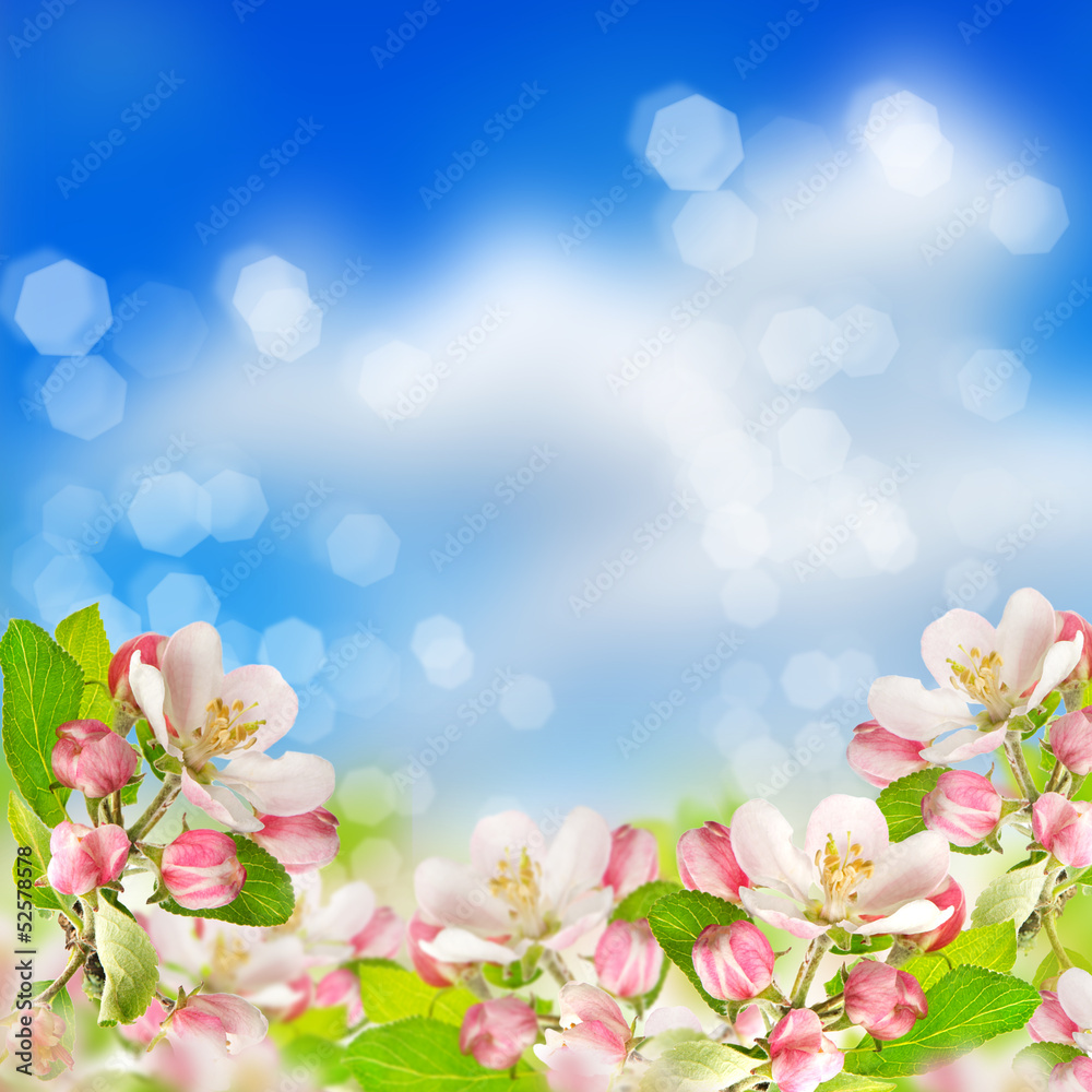 apple blossoms over blurred blue sky background apple blossoms over blurred blue sky background