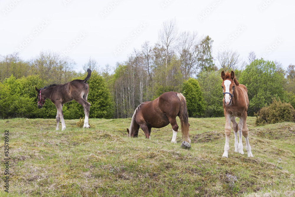 Fototapeta premium Horses eat on grass field