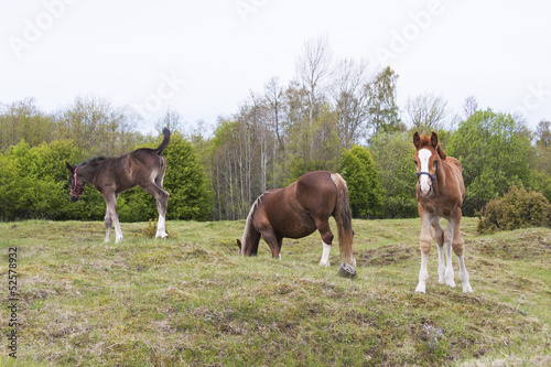 Horses eat on grass field