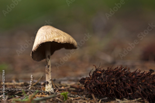 champignon Inocybe sur épine de sapin